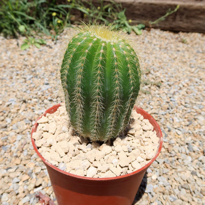 Notocactus warasii