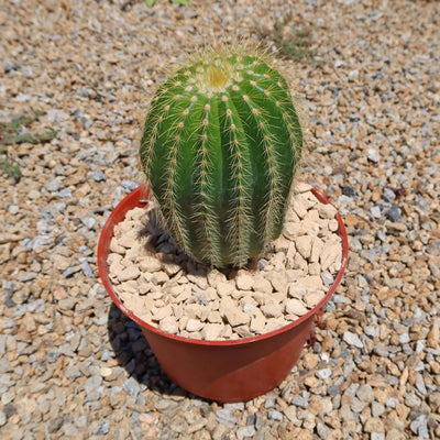 Notocactus warasii