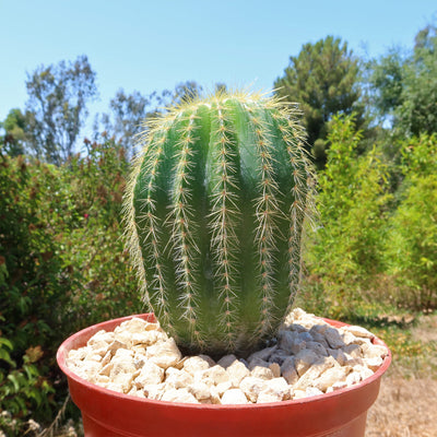 Notocactus warasii