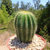 Notocactus warasii