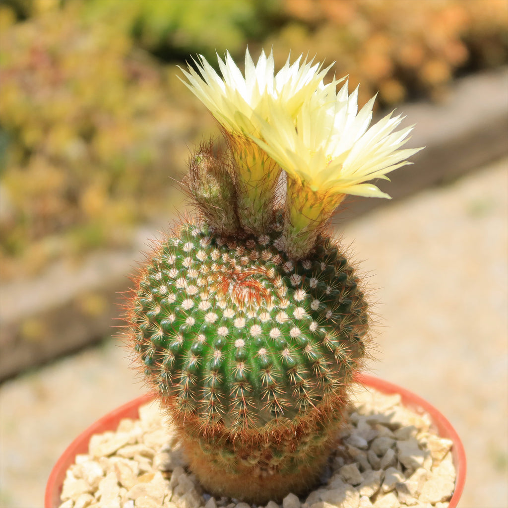 Notocactus werdermannianus