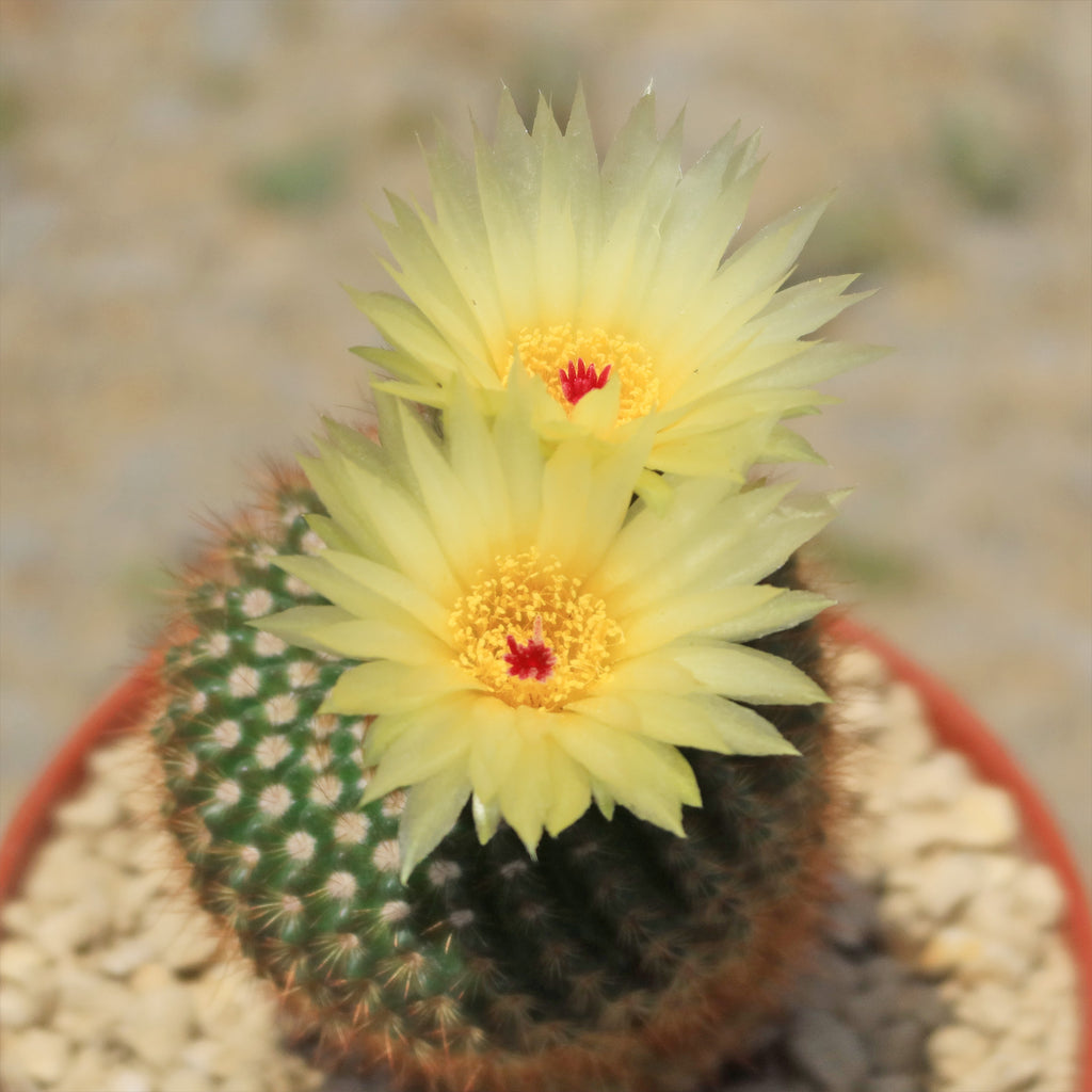 Notocactus werdermannianus