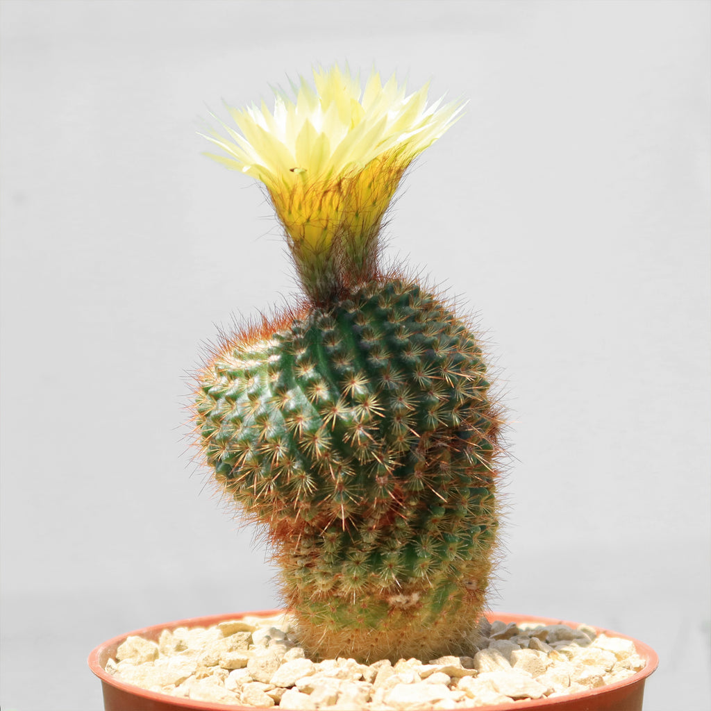 Notocactus werdermannianus