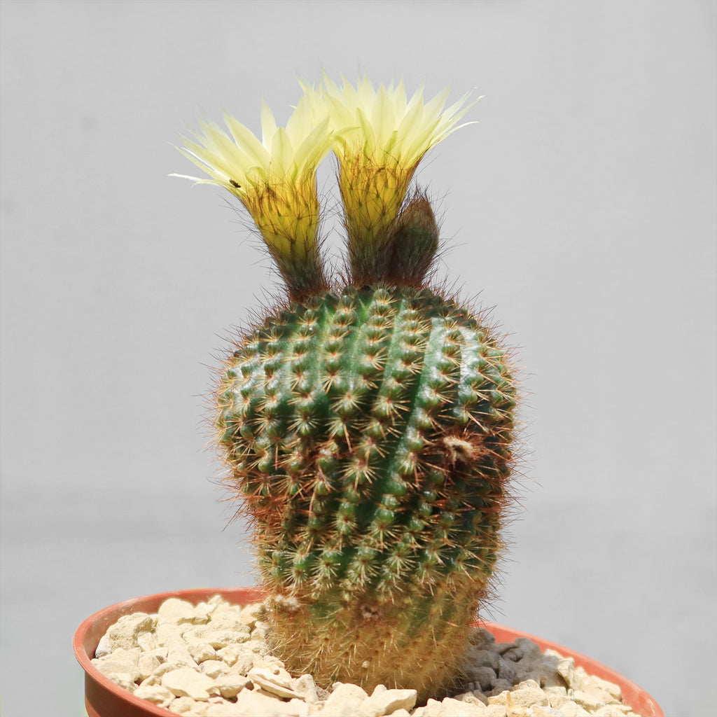 Notocactus werdermannianus