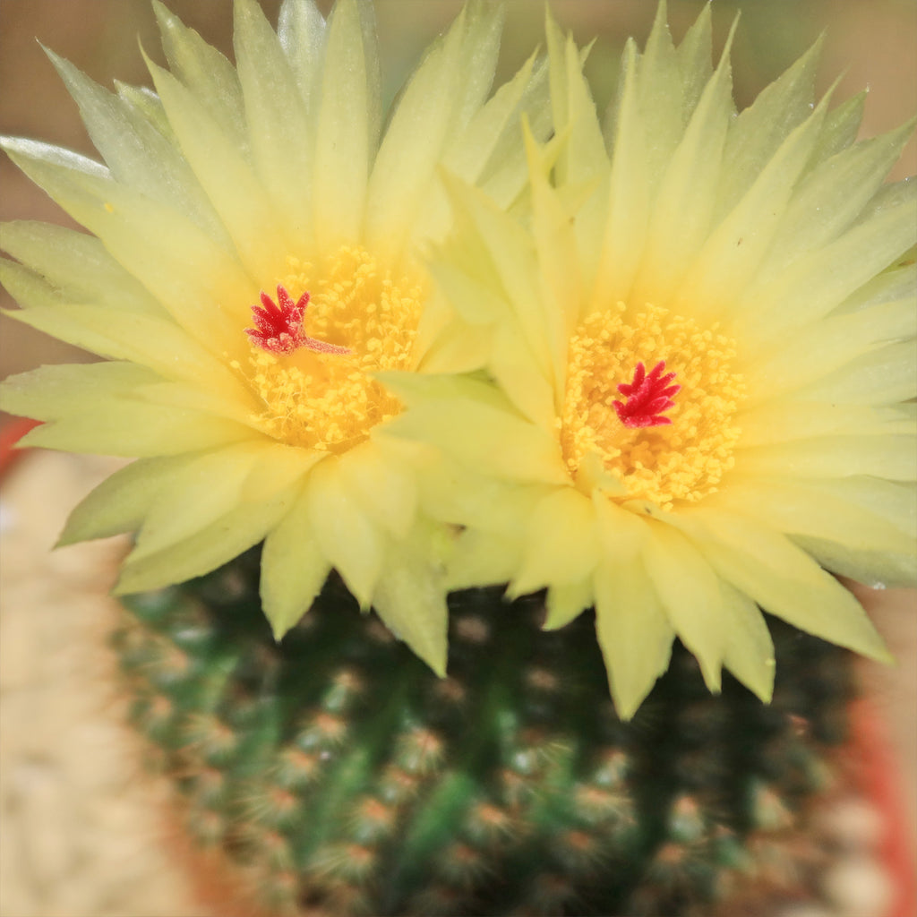 Notocactus werdermannianus