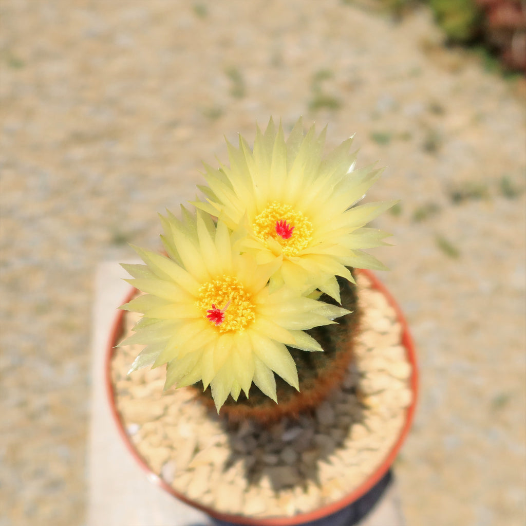Notocactus werdermannianus