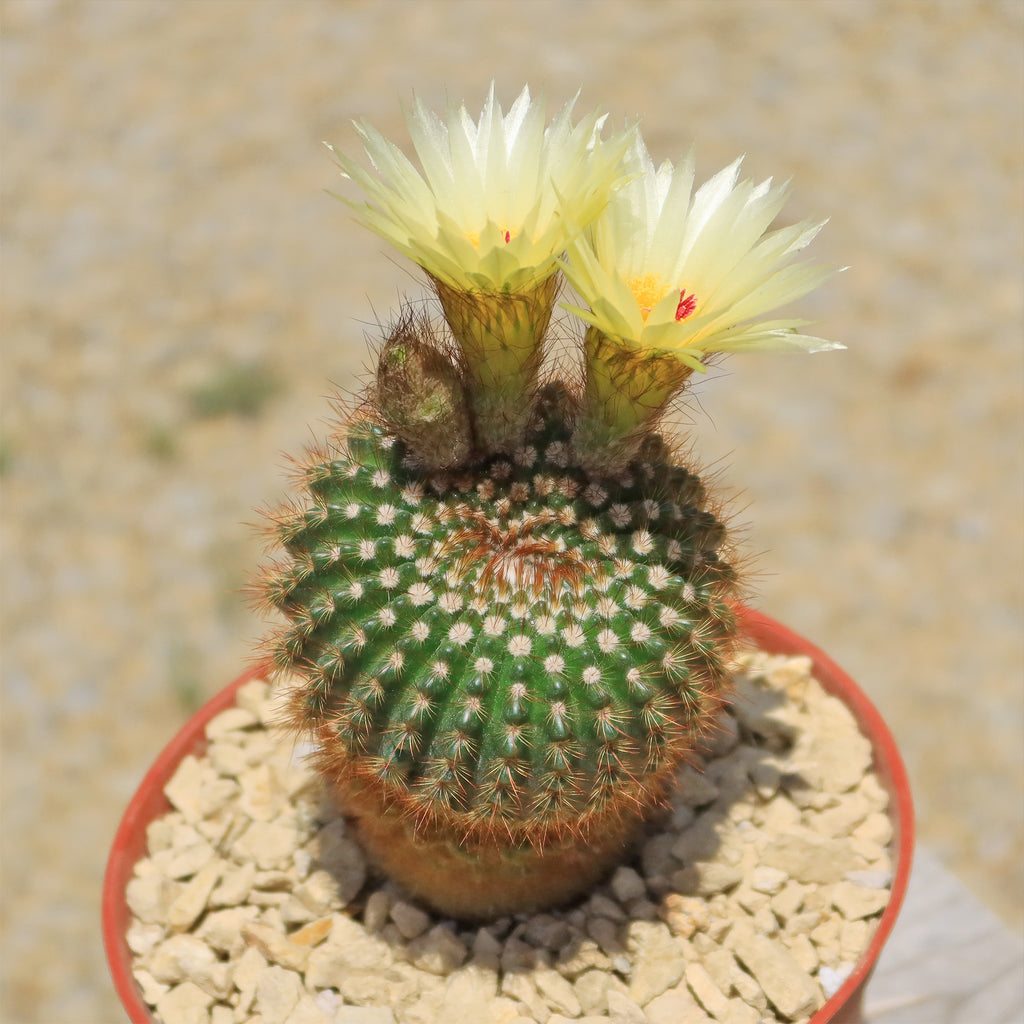 Notocactus werdermannianus