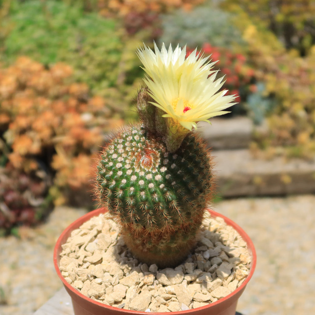 Notocactus werdermannianus