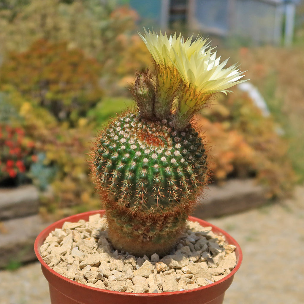 Notocactus werdermannianus