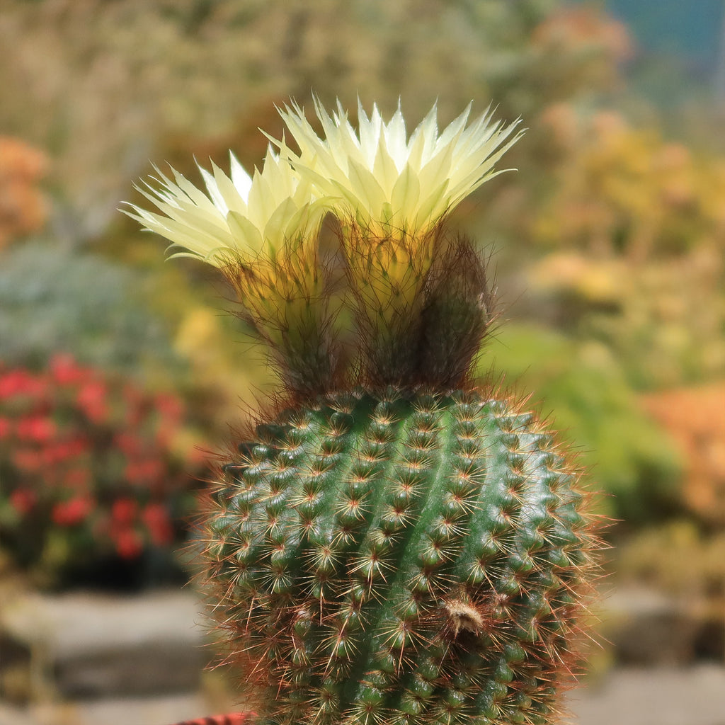 Notocactus werdermannianus