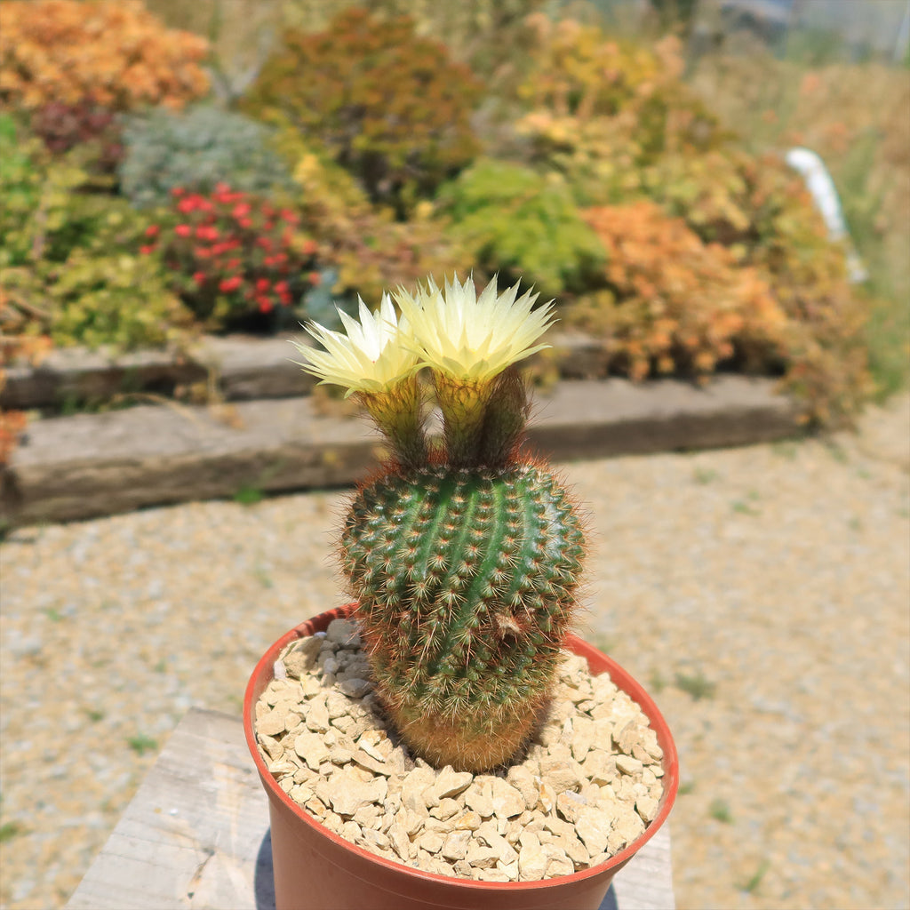 Notocactus werdermannianus