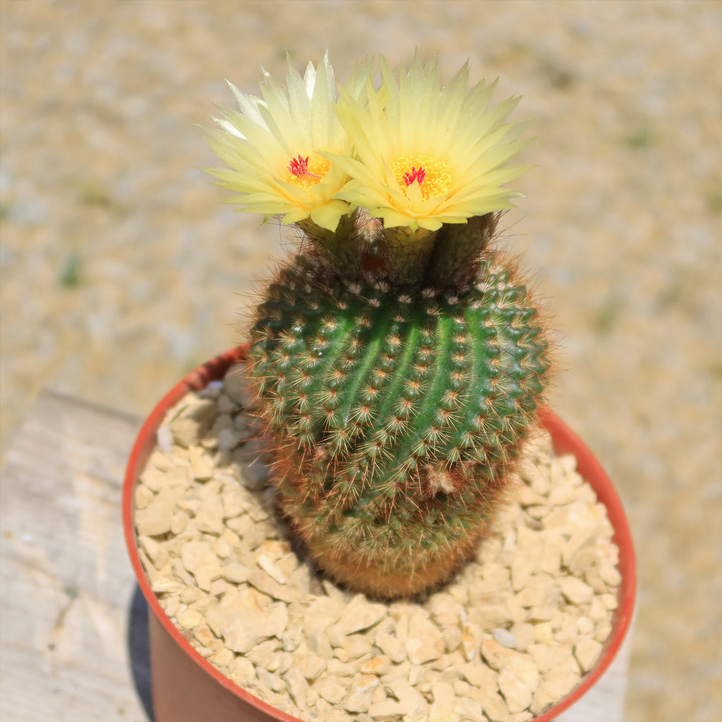 Notocactus werdermannianus