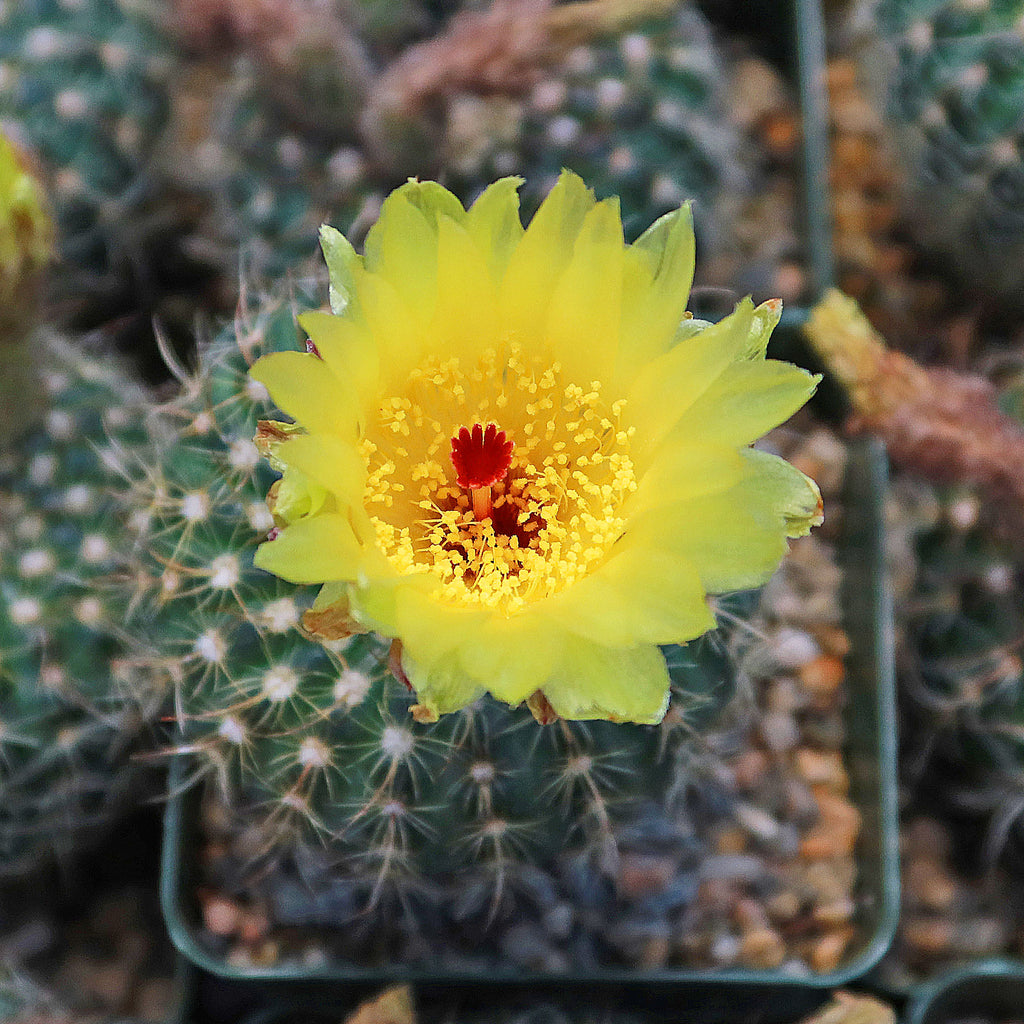 Notocactus apricus
