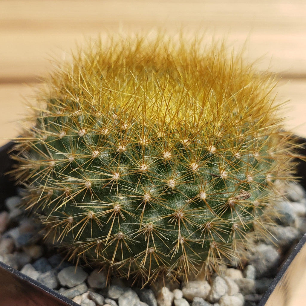 Notocactus graessneri flaviflorus