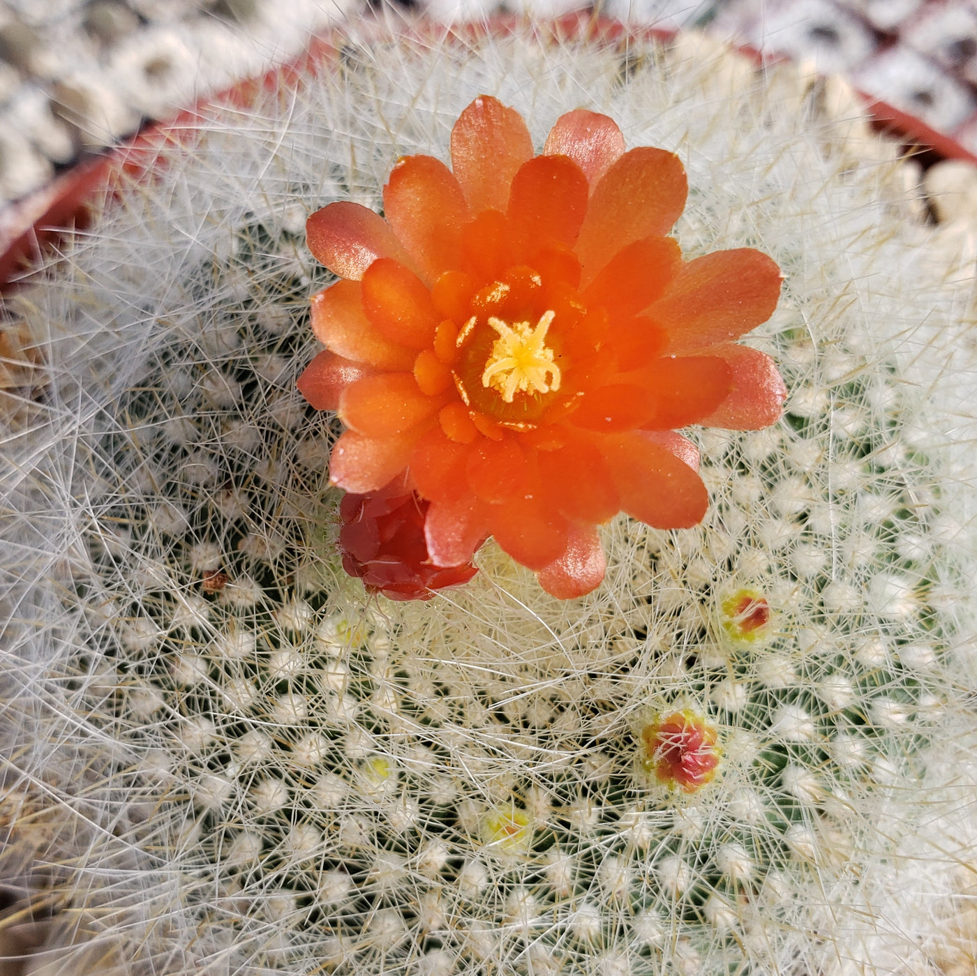 Scarlet Ball Cactus - Parodia haselbergii