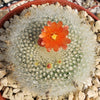 Scarlet Ball Cactus - Parodia haselbergii