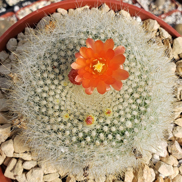types of cactus with red top Scarlet Ball Cactus 'Parodia haselbergii' Info