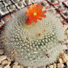 Scarlet Ball Cactus - Parodia haselbergii