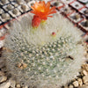 Scarlet Ball Cactus - Parodia haselbergii