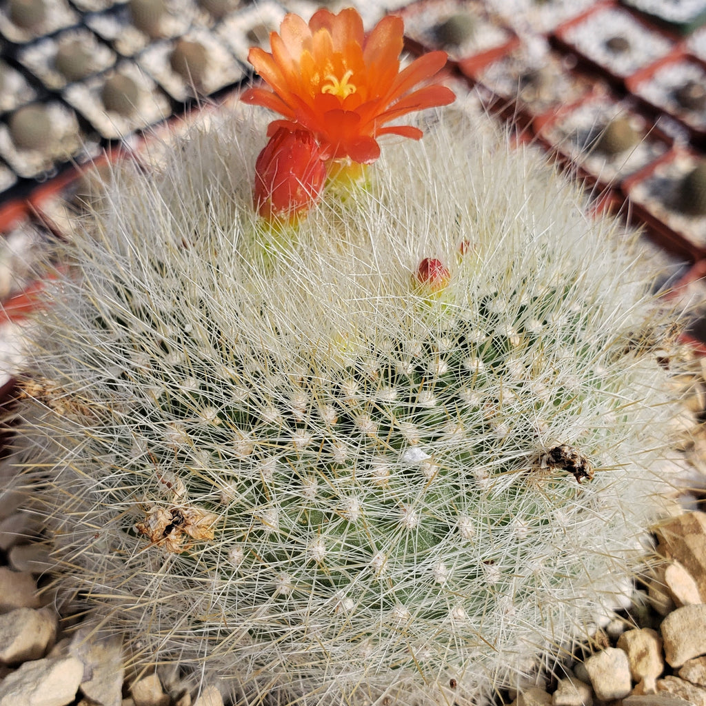 Scarlet Ball Cactus - Parodia haselbergii