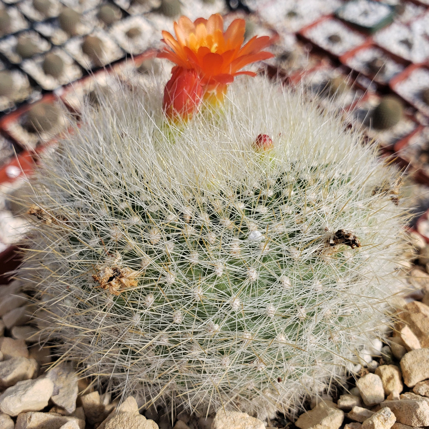 Scarlet Ball Cactus - Parodia haselbergii