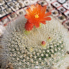 Scarlet Ball Cactus - Parodia haselbergii