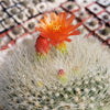 Scarlet Ball Cactus - Parodia haselbergii