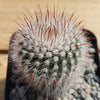 Notocactus or Parodia scopa