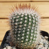 Notocactus or Parodia scopa