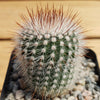 Notocactus or Parodia scopa