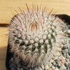 Notocactus or Parodia scopa