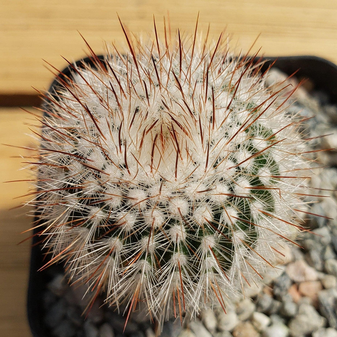 Notocactus or Parodia scopa