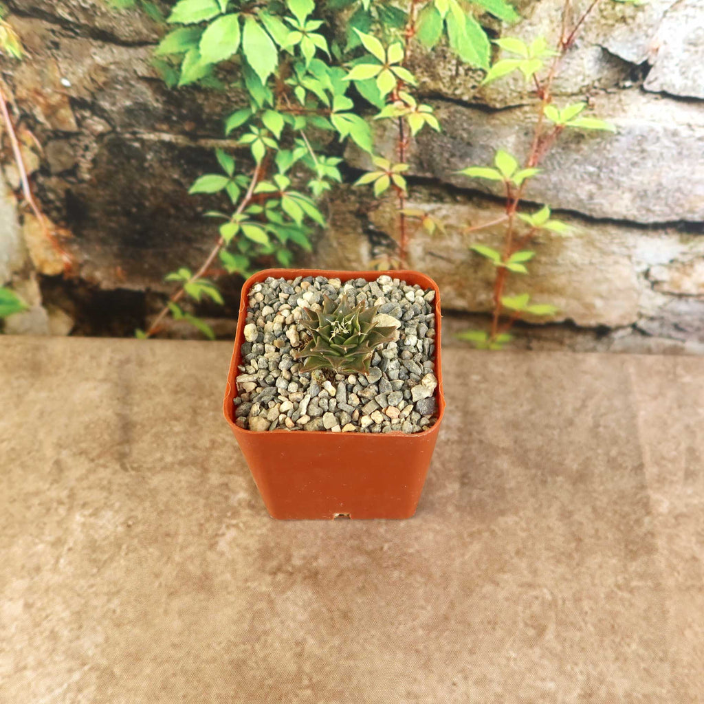 Potted indoor plant with glossy green leaves beside a small Buddha statue