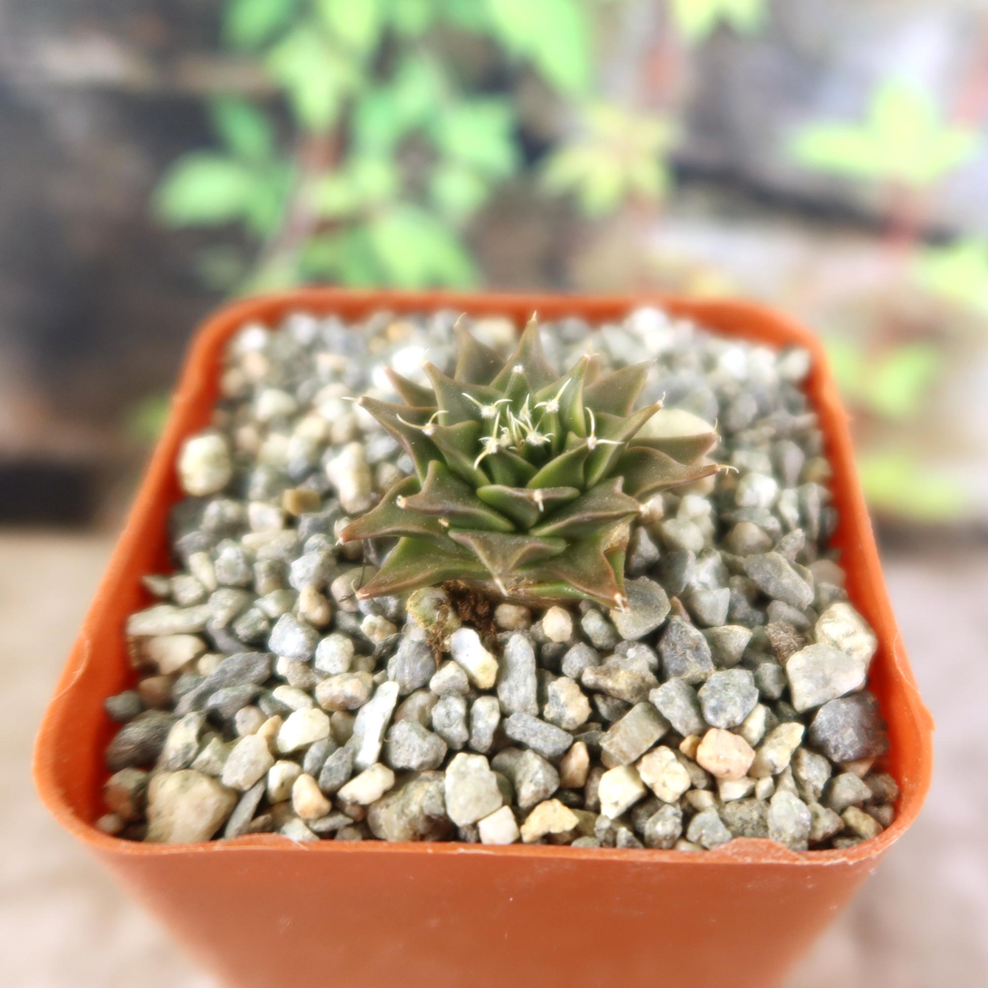 A small Obregonia denegrii cactus with pointed green leaves in a square orange pot of gravel, set against a blurred green background.
