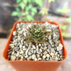 A small Obregonia denegrii cactus with pointed green leaves in a square orange pot of gravel, set against a blurred green background.