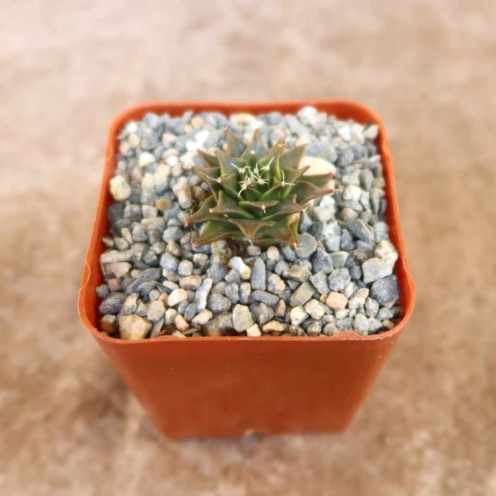 Potted indoor plant with glossy green leaves beside a small Buddha statue