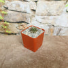 A small Obregonia denegrii cactus in a brown square pot with gravel, on a tan surface, set against a stone wall with greenery behind.