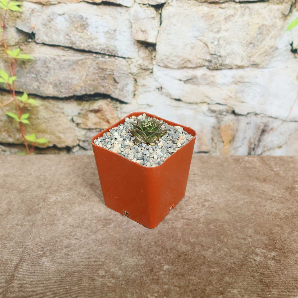 Potted indoor plant with glossy green leaves beside a small Buddha statue