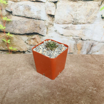 3PCS 3CM Succulent Cactus Plant Obregonia denegrii Cactaceae Home Garden