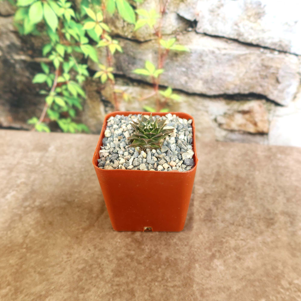 Potted indoor plant with glossy green leaves beside a small Buddha statue
