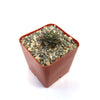 Top view of an Obregonia denegrii cactus in a red square plastic pot with pebbles on a white background.