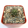 Obregonia denegrii cactus with pointed green leaves in a square red pot filled with pebbles, top view on a white background.