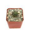 Obregonia denegrii cactus in a square red-brown plastic pot with gravel, top view on a white background.