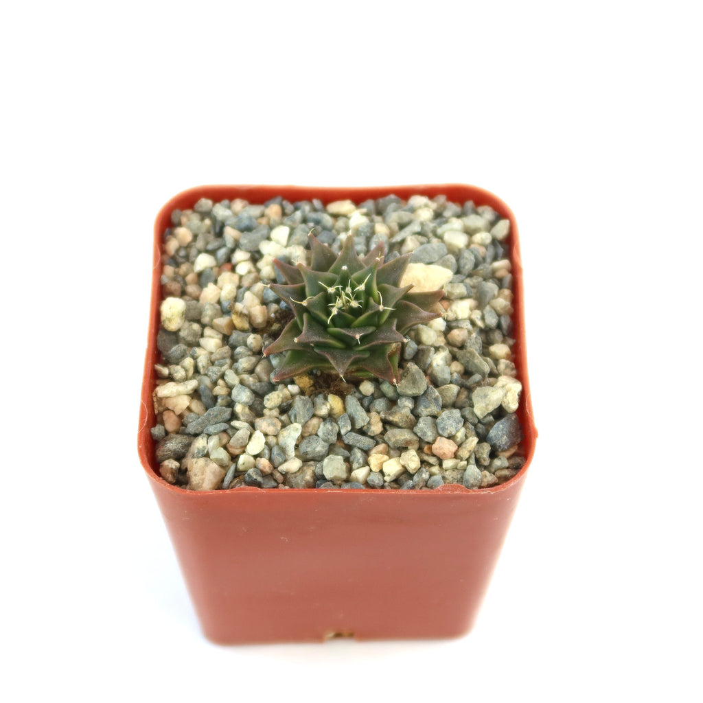 Potted indoor plant with glossy green leaves beside a small Buddha statue