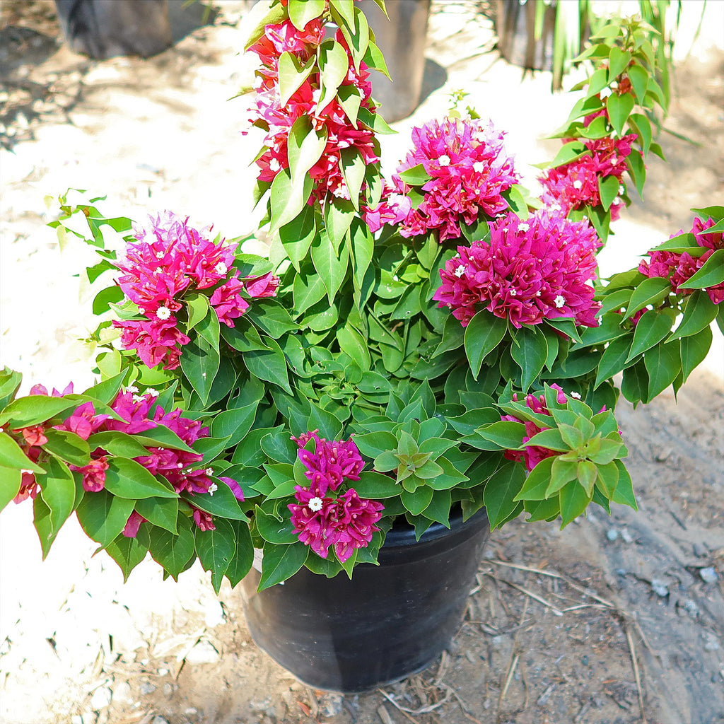 Torch Glow Bougainvillea