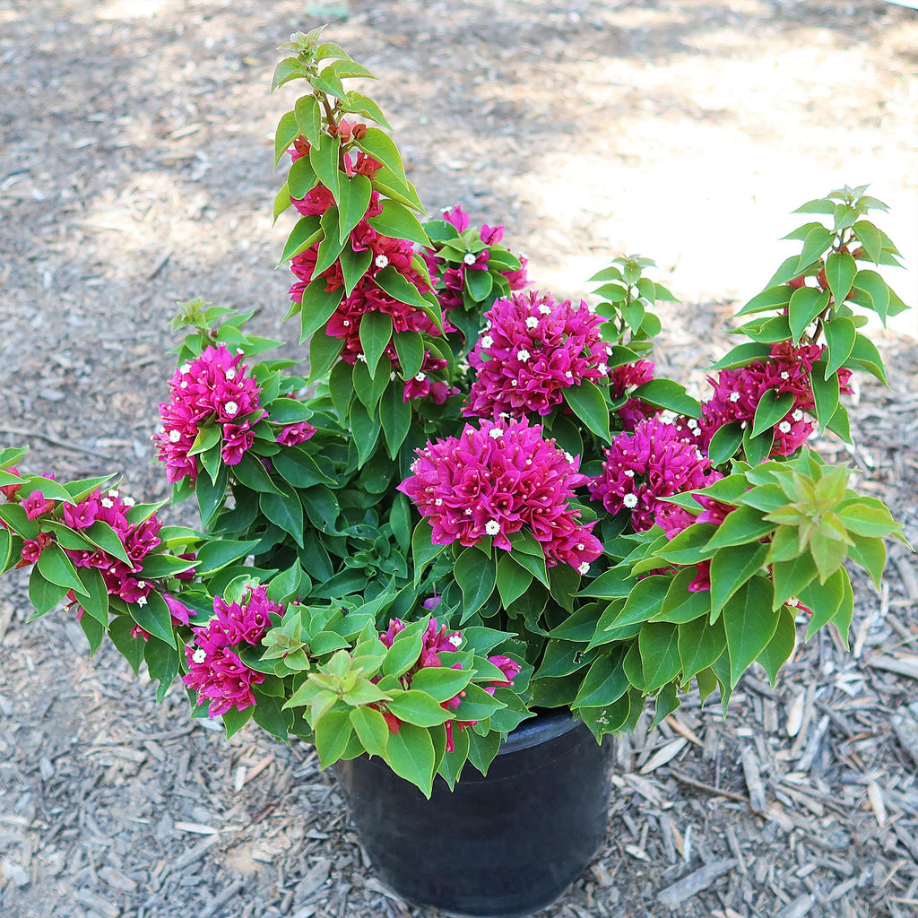 Torch Glow Bougainvillea