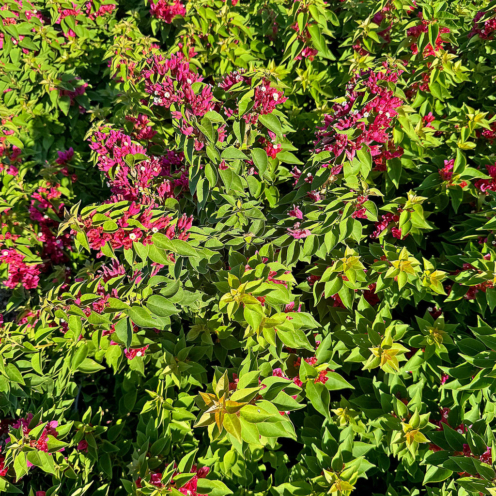 Torch Glow Bougainvillea