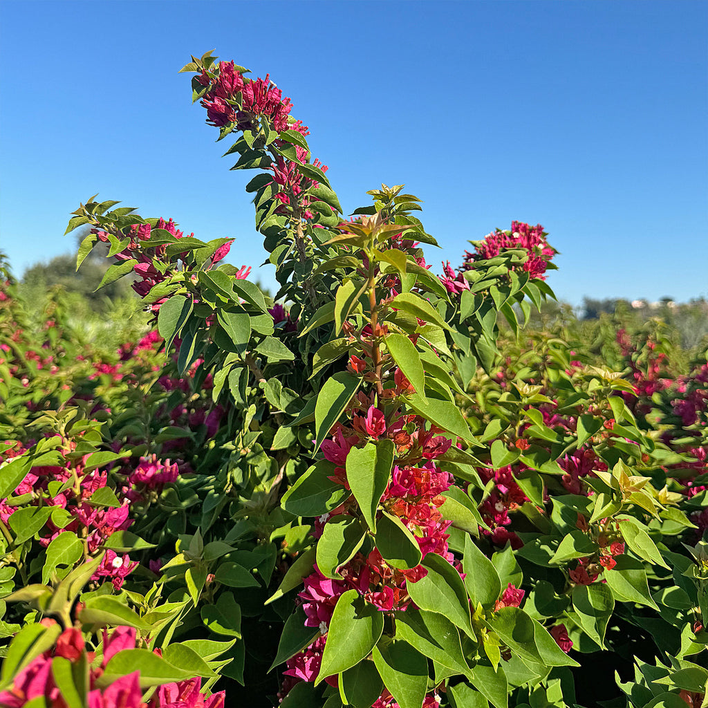 Torch Glow Bougainvillea