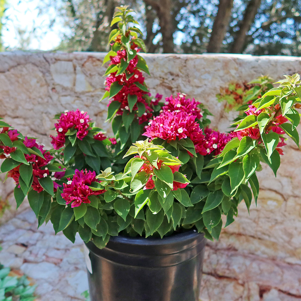Torch Glow Bougainvillea