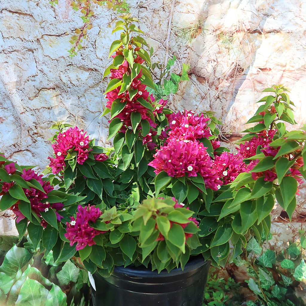 Torch Glow Bougainvillea